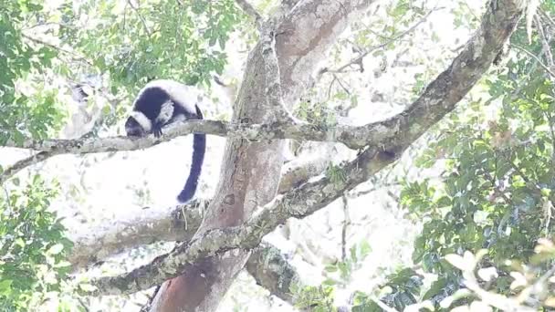 Černý a bílý načechraný lemur — Stock video