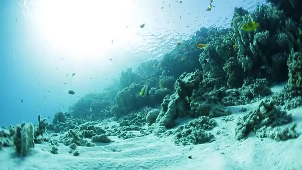 Arrecife de coral bajo el agua — Vídeo de stock