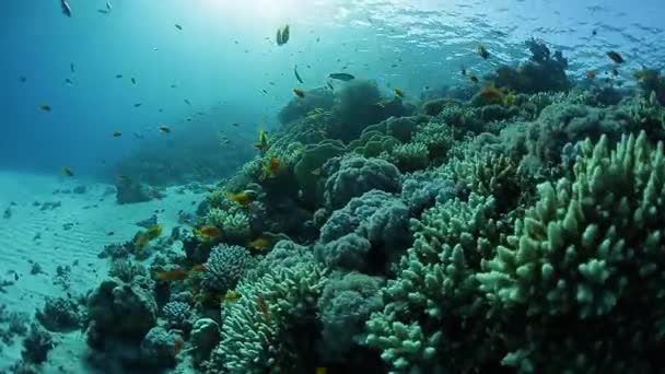 Coral reef underwater — Stock Video