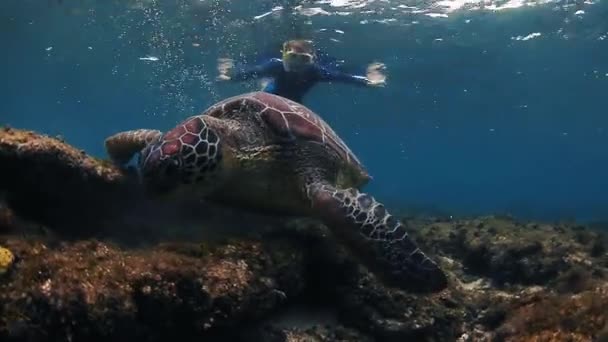 Turtle grazing on the coral reef — Stock Video