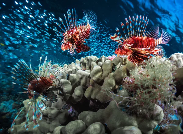 Ryby s coral reef — Stock fotografie