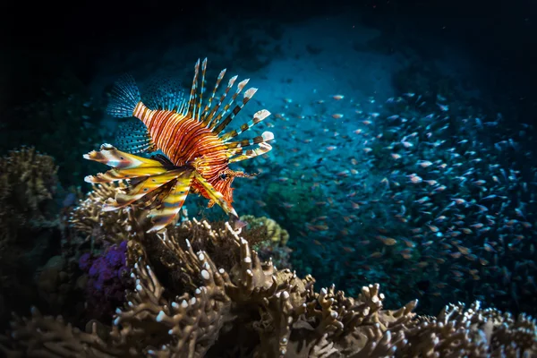 Peixe com recife de coral — Fotografia de Stock