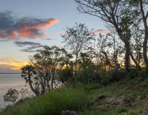 Trees on the coast — Stock Photo, Image