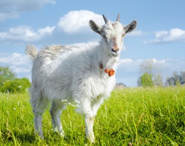 Goat on a meadow clipart