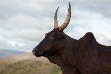 Zebu inek bir çayır üzerinde