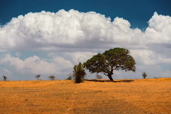 Дерево с облаками — стоковое фото