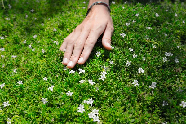 Mão e prado verde — Fotografia de Stock