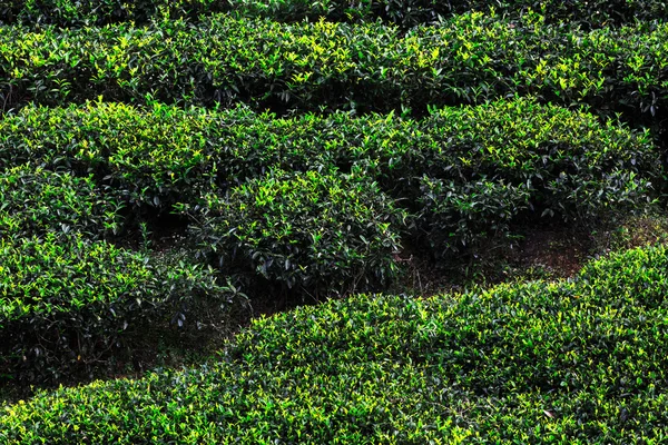 Plantación de té, Sri Lanka — Foto de Stock