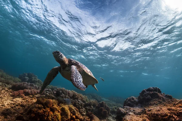 Želva v moři — Stock fotografie