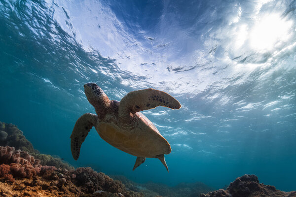 Turtle in the sea