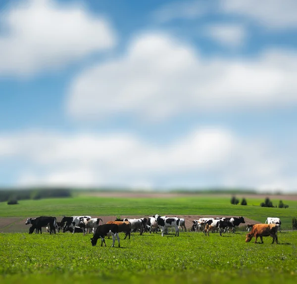 Cows on the meadow — Stock Photo, Image