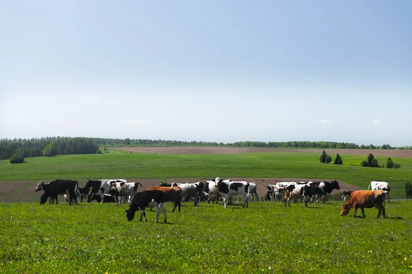 Koeien op de weide — Stockfoto