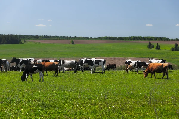 Koeien op de weide — Stockfoto