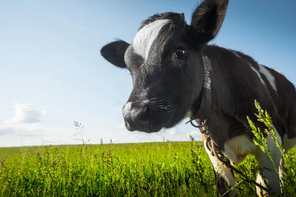 Kalv på ängen — Stockfoto