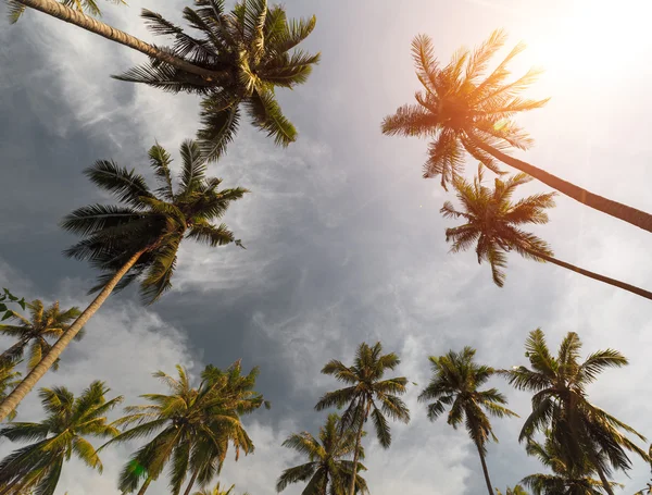 Palmen und Himmel — Stockfoto