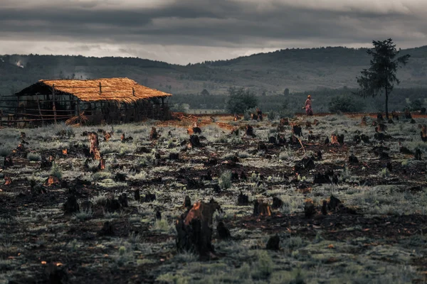 Stümpfe im Tal, Madagaskar — Stockfoto