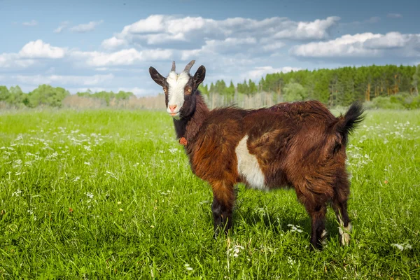 Geit op een groene weide — Stockfoto