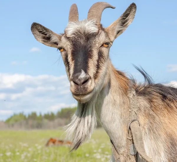 Goat on a meadow — Stock Photo, Image
