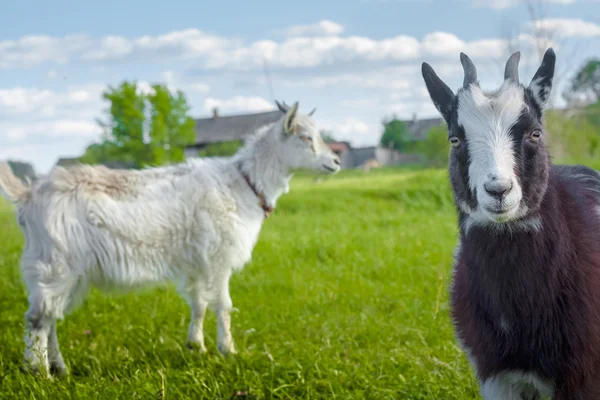 Cabras em um prado — Fotografia de Stock