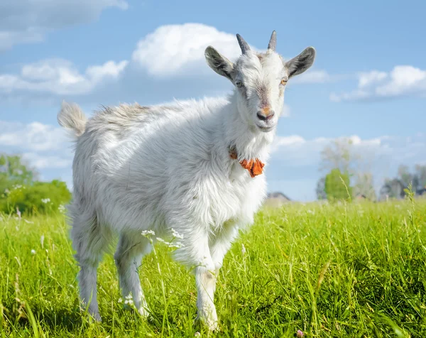 Geten på en äng — Stockfoto