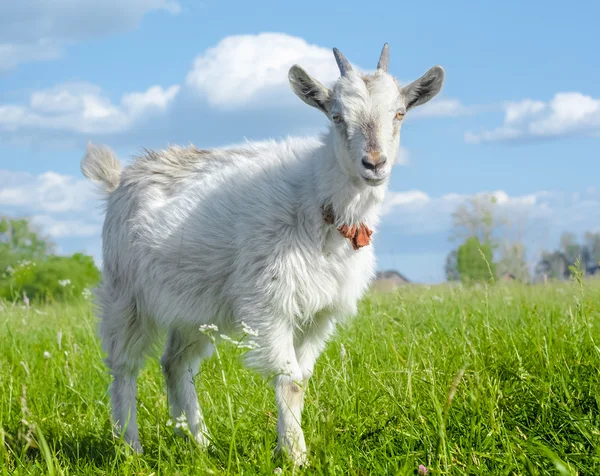 Chèvre sur une prairie — Photo