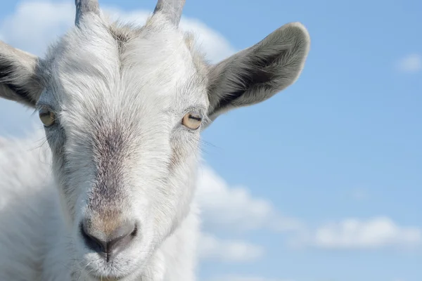 Goat with blue sky — Stock Photo, Image