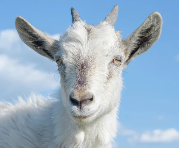 Chèvre au ciel bleu — Photo