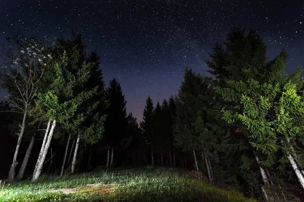 Natthimmel med träd — Stockfoto