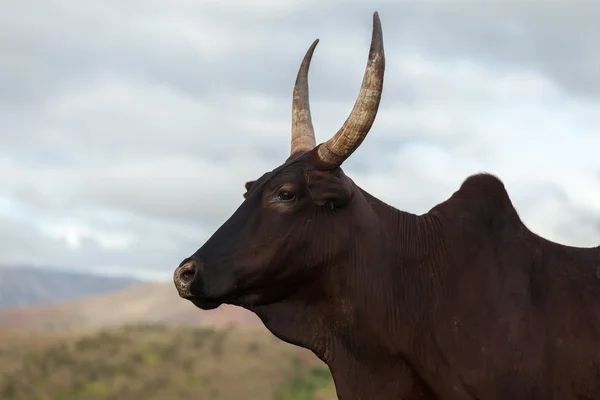 Zebu-Kuh auf einer Weide — Stockfoto