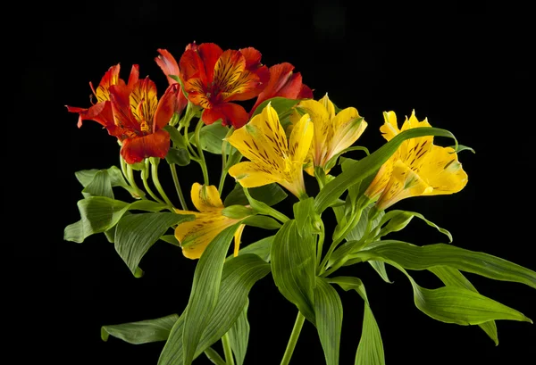 Belles fleurs alstroemeria — Photo