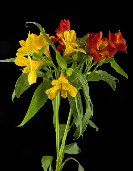 Belles fleurs alstroemeria — Photo