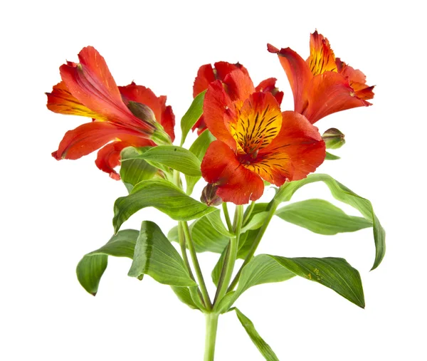 Colorful bright Alstroemeria flowers — Stock Photo, Image