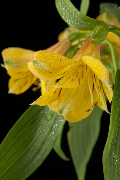 Gyönyörű alstroemeria virágok — Stock Fotó