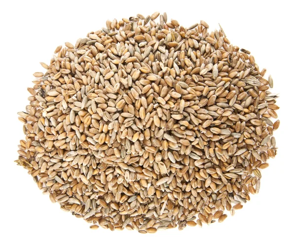 Золотые зерна пшеницы — стоковое фото