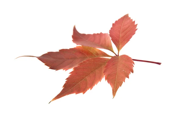 ぶどうの秋の葉 — ストック写真