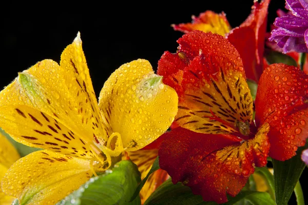 Belles fleurs colorées mignonnes — Photo