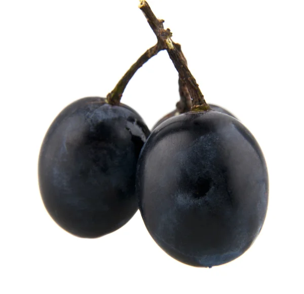 Dojrzałe fioletowy winogron — Zdjęcie stockowe