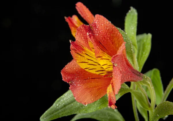 美しい水仙の花 — ストック写真