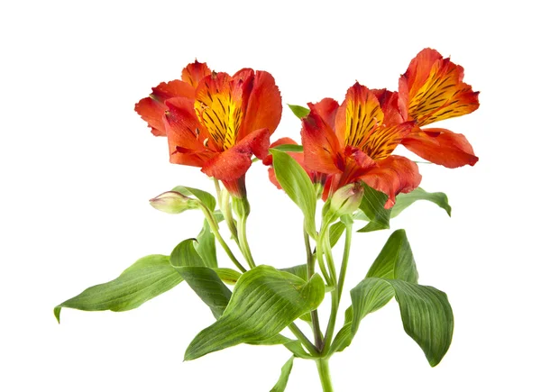 Colorful bright Alstroemeria flowers — Stock Photo, Image