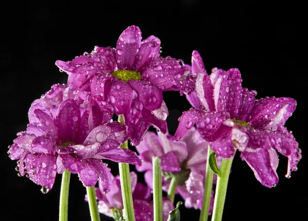 Hermosas flores coloridas lindas — Foto de Stock