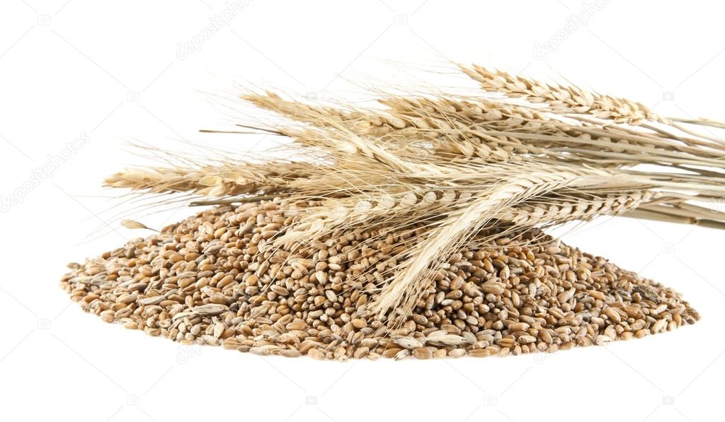 heap of golden wheat grains