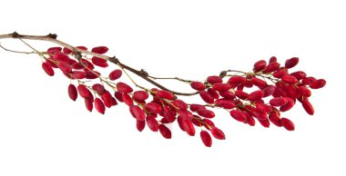 Olgun kırmızı barberries