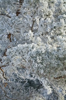 Karda köknar ağacının dalını
