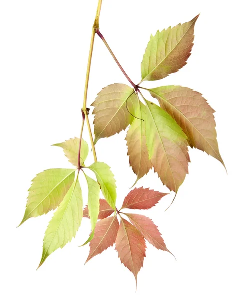色彩鲜艳的秋叶的藤蔓 — 图库照片
