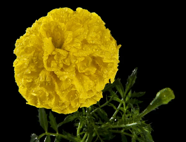 Fleur jaune avec gouttes d'eau — Photo