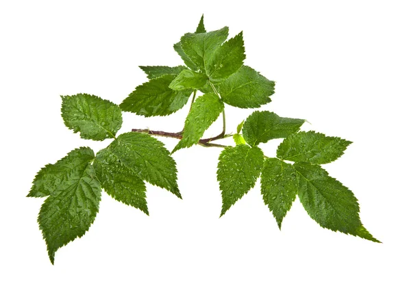 Fresh green leaves of raspberry — Stock Photo, Image