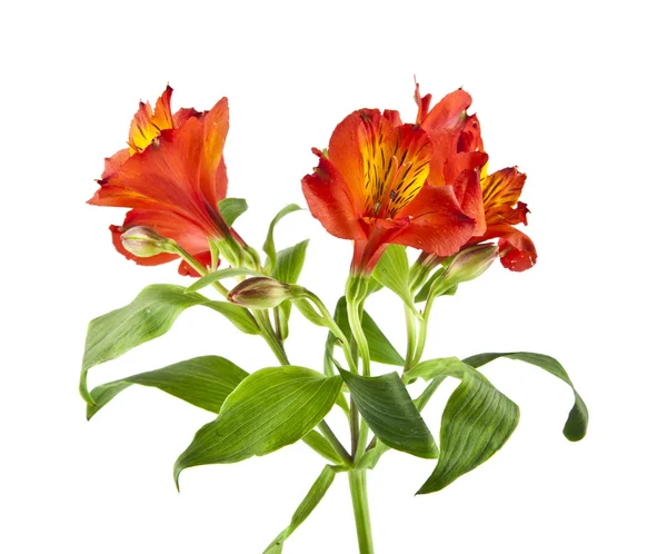 Colorful bright Alstroemeria flowers — Stock Photo, Image