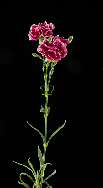 Bellissimi fiori di garofano — Foto Stock