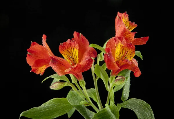 Narcyz piękne kwiaty — Zdjęcie stockowe
