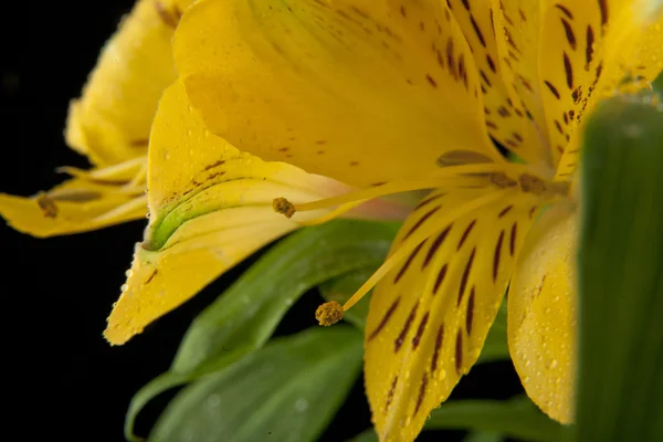 Hermosas flores de alstroemeria —  Fotos de Stock